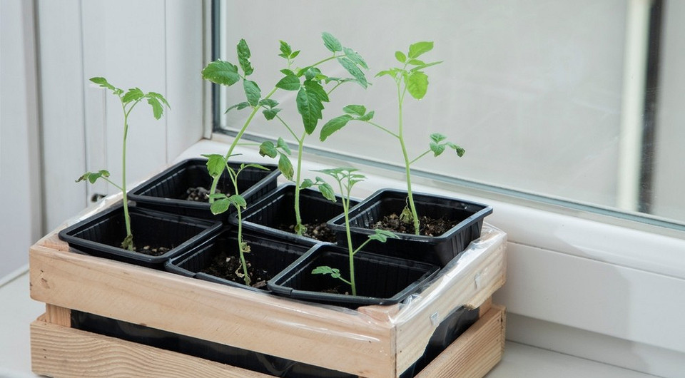 Розсада та добрива Молода розсада томатів у пластикових стаканчиках, готова до підживлення органічними добривами.