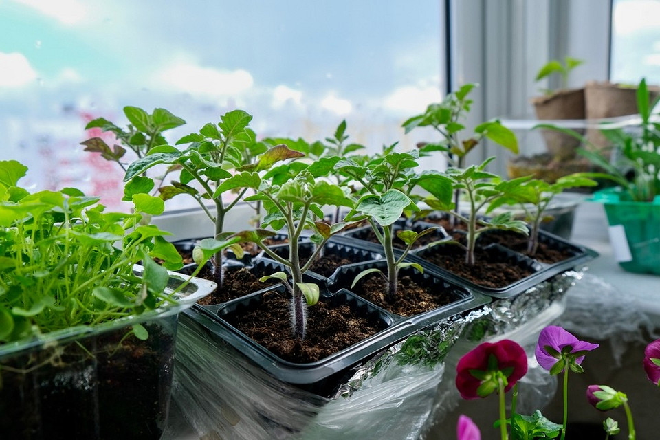 Здорова розсада Крупний план розсади з насиченим зеленим листям, що вказує на успішне підживлення.