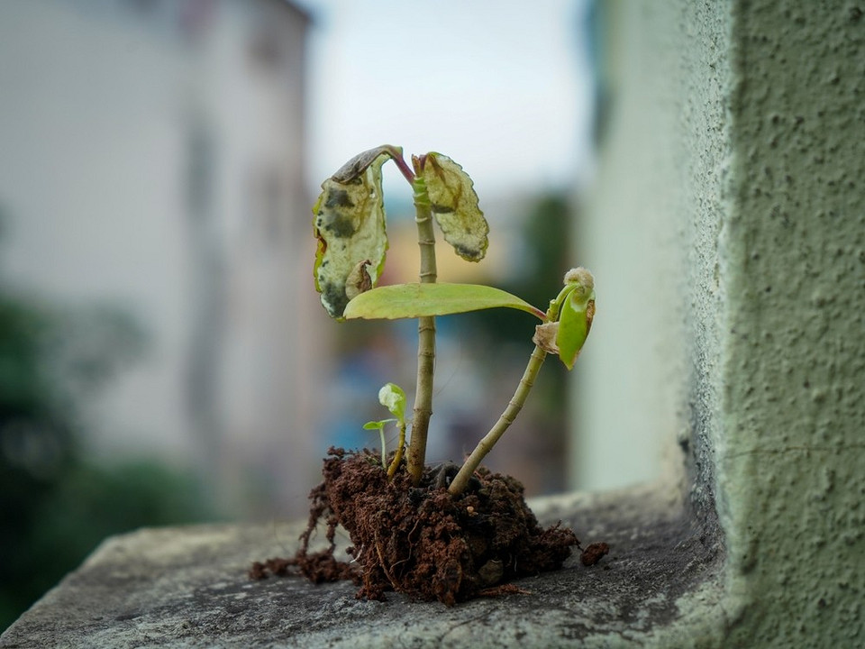 Проростання розсади Дрібні пагони розсади, що проростають, з першими листочками, в умовах домашнього вирощування.