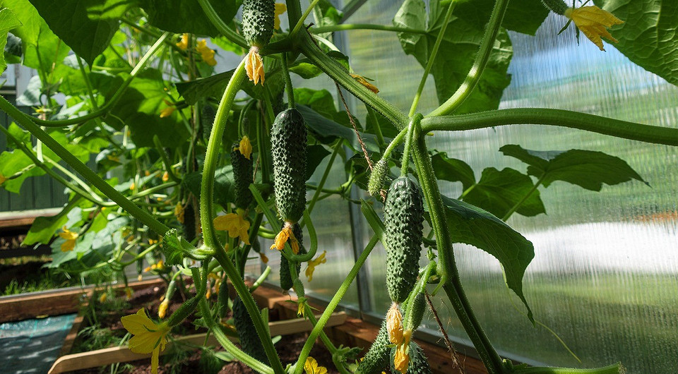 Червнева посадка огірків Посадка огірків у червні: вибір сприятливих днів для багатого врожаю.