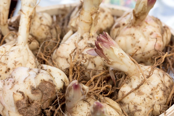 Охолодження тюльпанів Стратифікація цибулин тюльпанів у холодильнику для весняної посадки