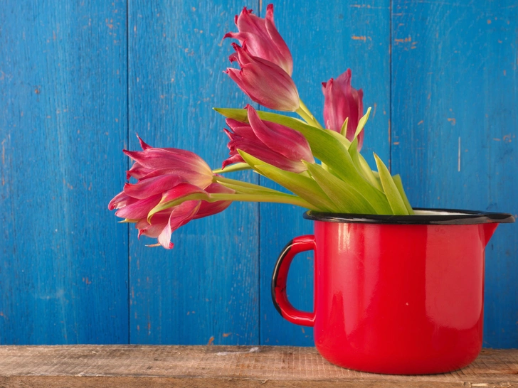 Тюльпани: раннє цвітіння Раннє цвітіння тюльпанів: яскраві червоні тюльпани розквітли навесні, вирощування тюльпанів