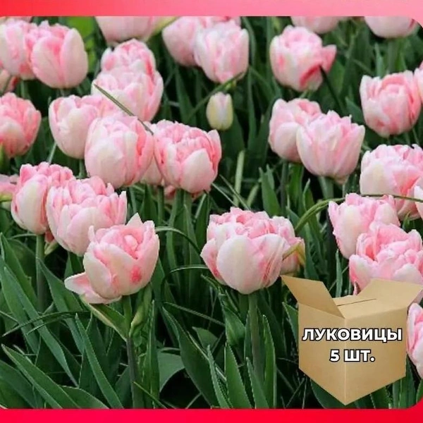 Весняна посадка тюльпанів Посадка цибулин тюльпанів навесні у відкритий грунт, підготовка землі