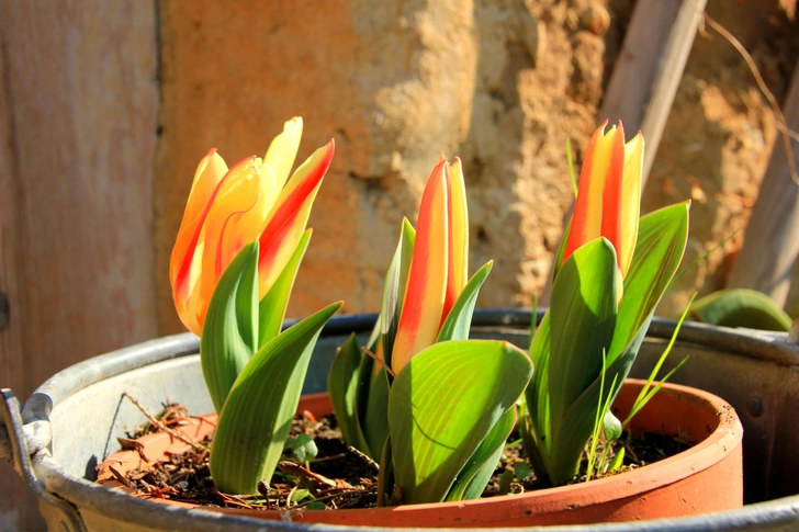 Тюльпани в контейнерах Посадка тюльпанів навесні в контейнери: підготовка ґрунту та цибулин