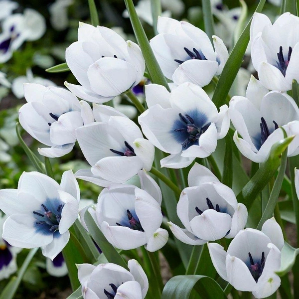 Захист від хвороб Весняна посадка тюльпанів: боротьба зі шкідниками та хворобами цибулин