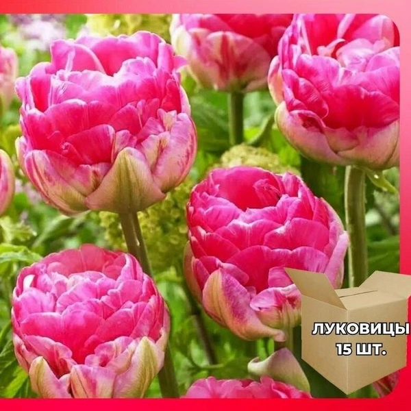 Охолодження цибулин Стратифікація цибулин тюльпанів у холодильнику перед весняною посадкою