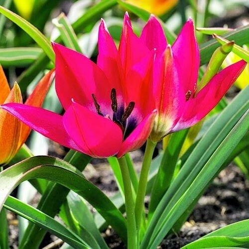 Інструменти для посадки Садові інструменти для посадки тюльпанів весною: лопатка, саджалка, рукавиці