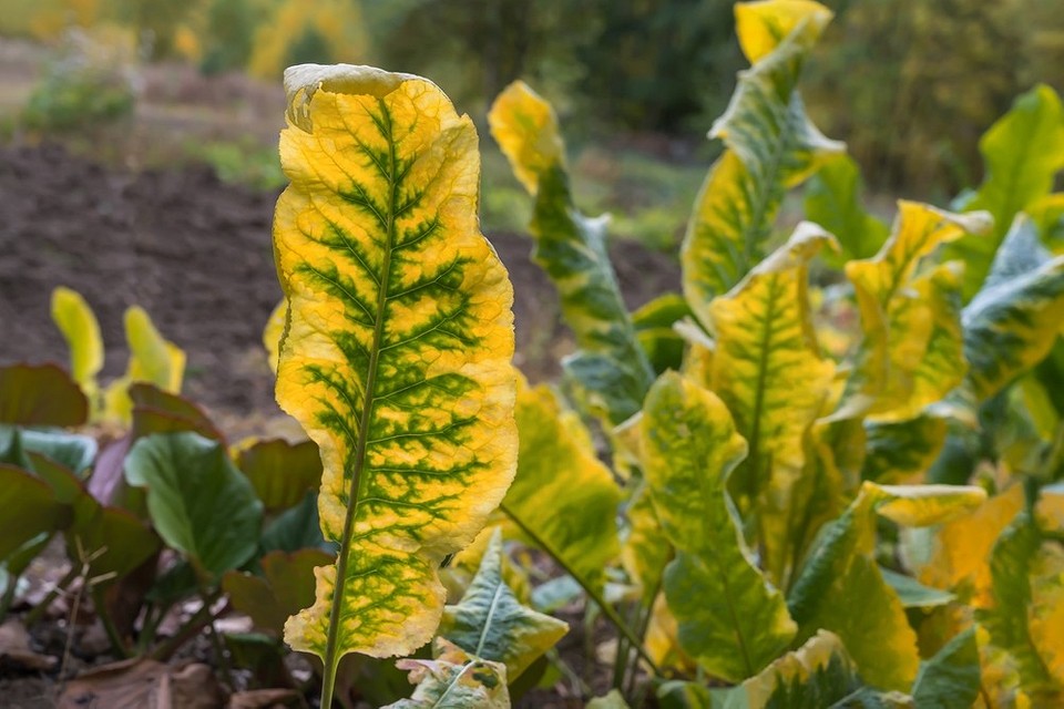 Видалення хрону: дієві методи Методи видалення хрону з городу: ручне викопування та використання народних засобів у 2026
