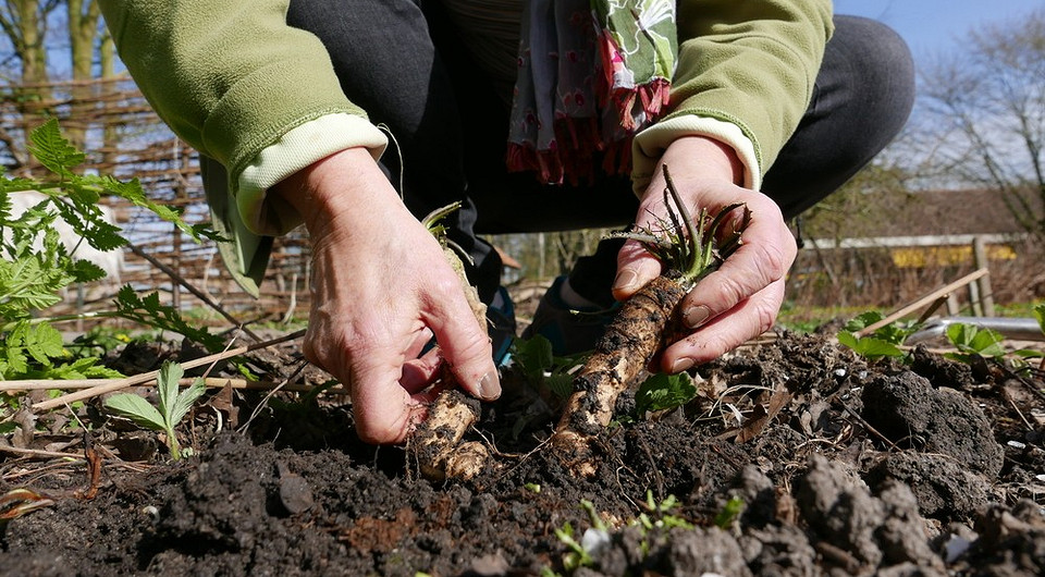 Боротьба з хріном: поради Ефективні способи позбутися хрону на городі: народні засоби та гербіциди у 2026 році