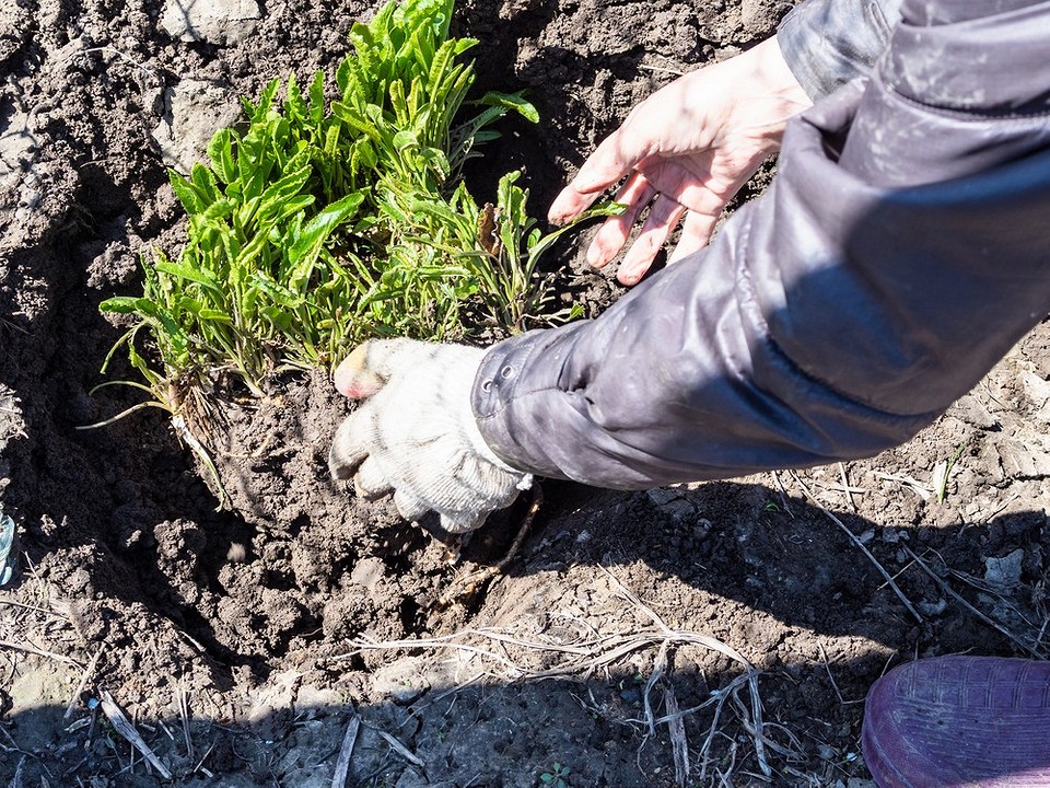 Хрін: контроль розростання Контроль за розростанням хрону: огляд ефективних методів боротьби з хроном у 2026