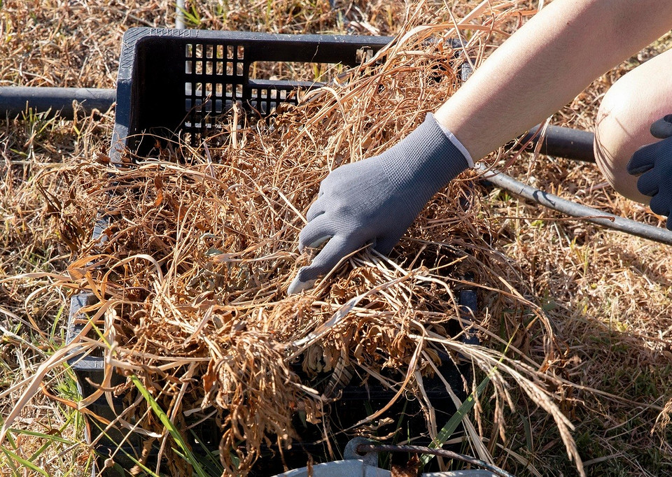 Підготовка ґрунту Розпушування ґрунту в городі для підготовки до посівів, що сприяє кращій родючості.