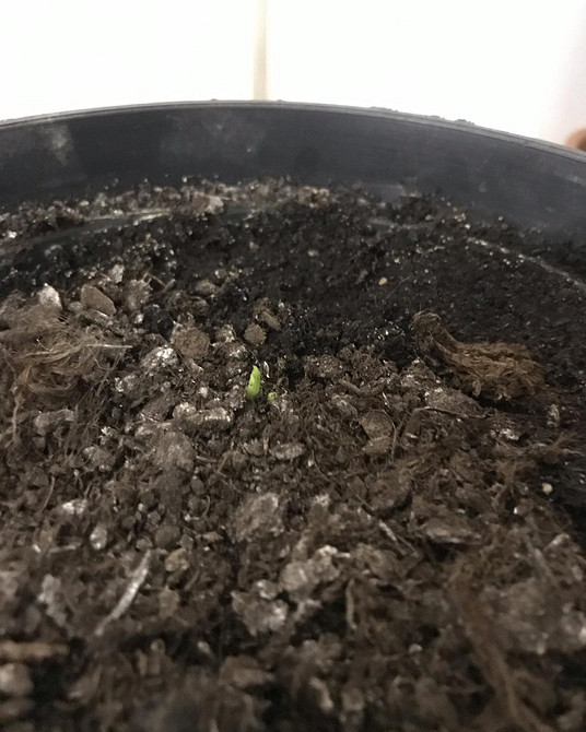 Яма для посадки Підготовлена яма для посадки саджанця волоського горіха.