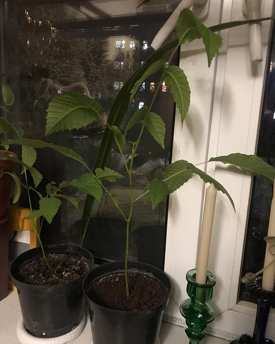 Підготовка саджанця Розправлення коренів саджанця волоського горіха перед посадкою в яму.