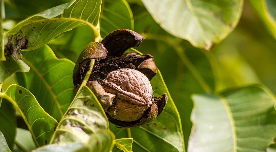 Посадка саджанця горіха Молодий саджанець волоського горіха, готовий до посадки на ділянці.