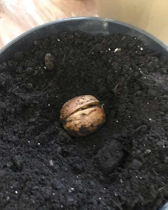 Вибір саджанців горіха Вибір якісних саджанців волоського горіха для посадки на ділянці.