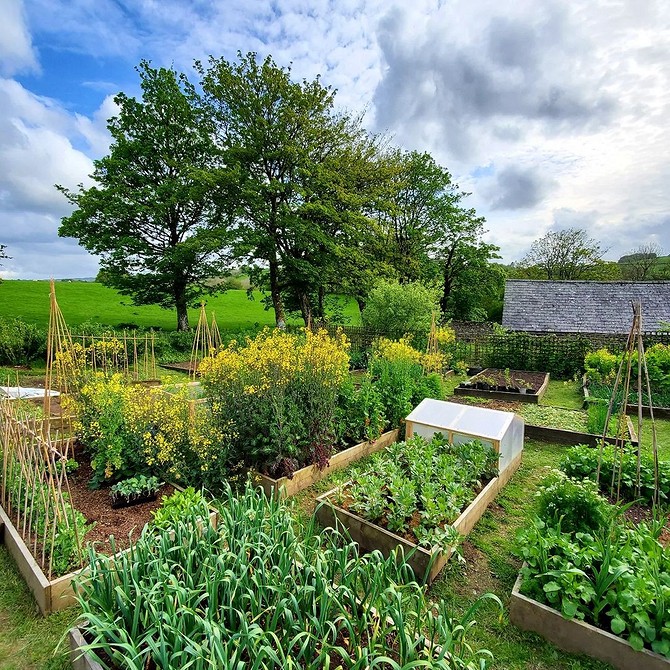 Поради для городу Поради щодо планування городу на ділянці з ухилом: секрети гармонійного розміщення рослин.