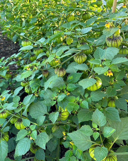 Оптимальне розташування грядок Оптимальне розташування грядок: як розмістити їх для сонячної ділянки.