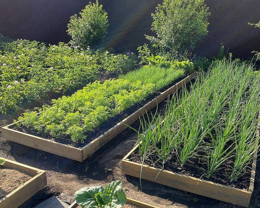 Вибір місця для грядок Планування грядок: вибір оптимального місця на ділянці для сонячного врожаю 2026