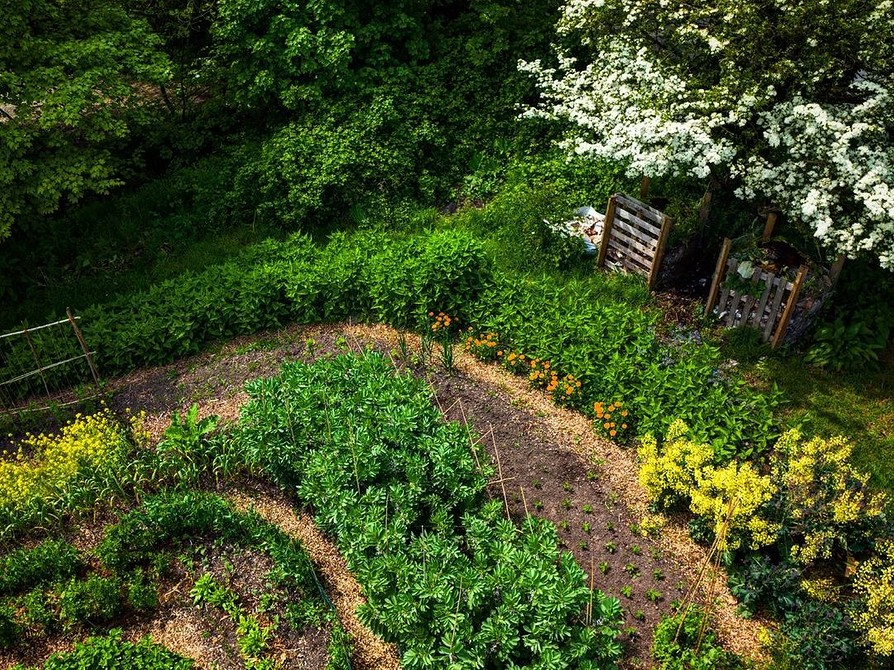 Сівозміна та грядки Сівозміна та розташування грядок на ділянці з ухилом: ключові елементи успішного городу 2026.