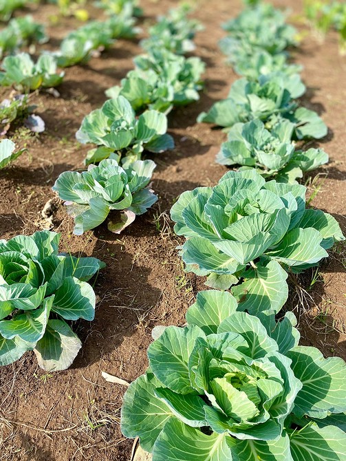 Поради для грядок Як розташувати грядки: поради для сонячної ділянки та врожаю 2026