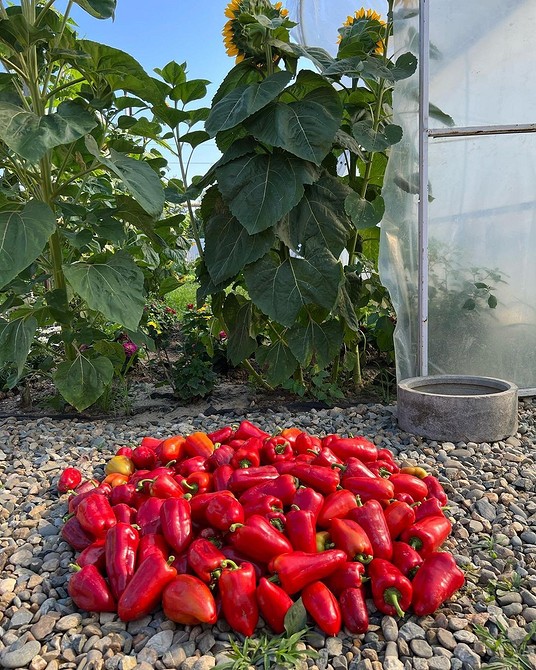 Принципи планування грядок Принципи планування грядок: як досягти щедрого врожаю 2026 на сонячній ділянці