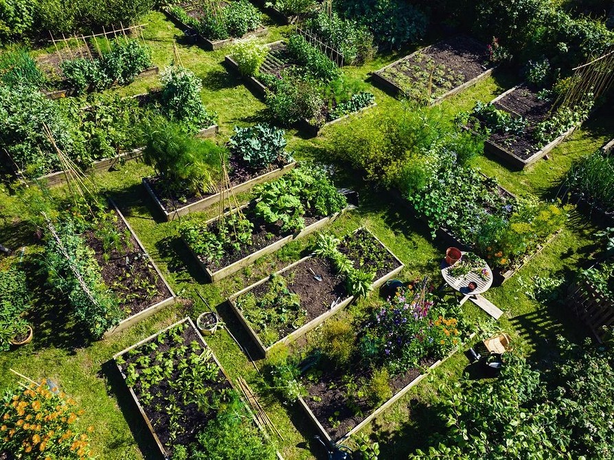 Ефективні грядки Ефективне розташування грядок на ділянці з ухилом: поради для городників у 2026 році.