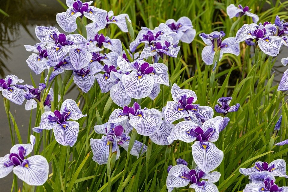Іриси: прості у догляді Невибагливі сорти ірисів: посадка та догляд восени 2026 року.