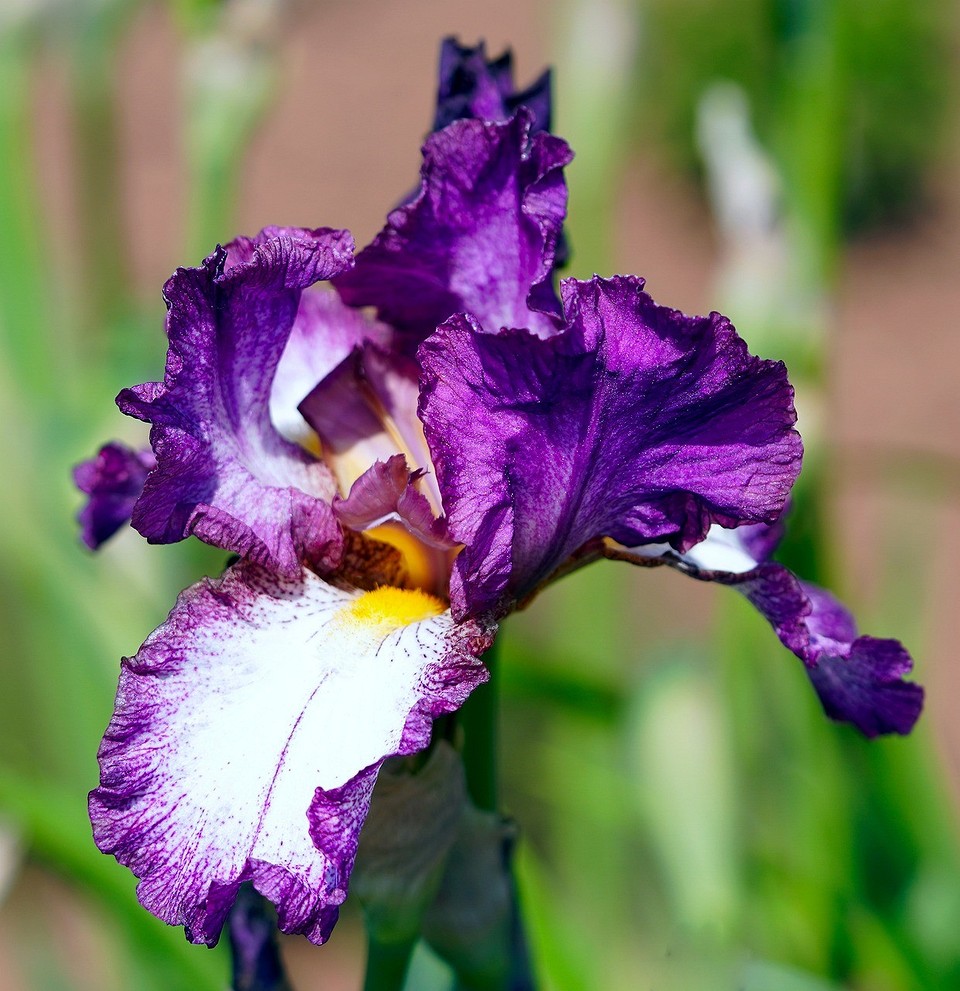 Іриси: морозостійкі сорти Морозостійкі іриси для сонячних ділянок: підготовка до зимівлі восени.