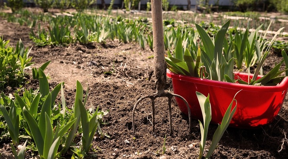 Іриси: ваш ідеальний сорт Пишні іриси різних сортів: вибір для осінньої посадки в 2026 році.