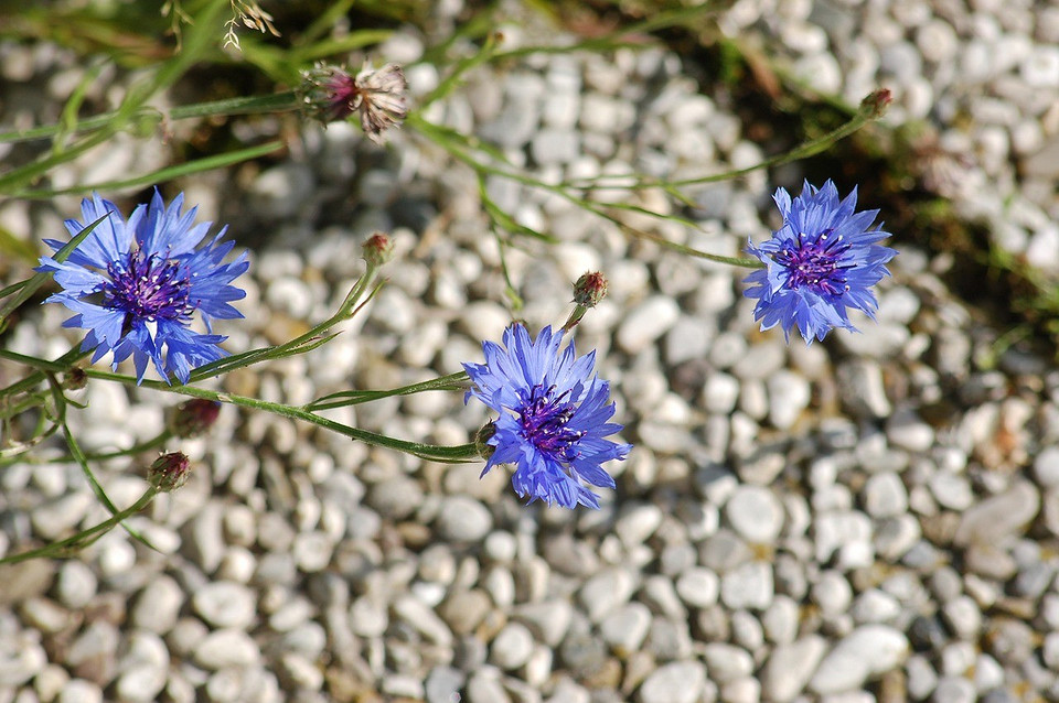 Сонце і квіти Квіти для сонячних ділянок: невибагливі рослини, які процвітають на сонці, роблячи сад яскравим.