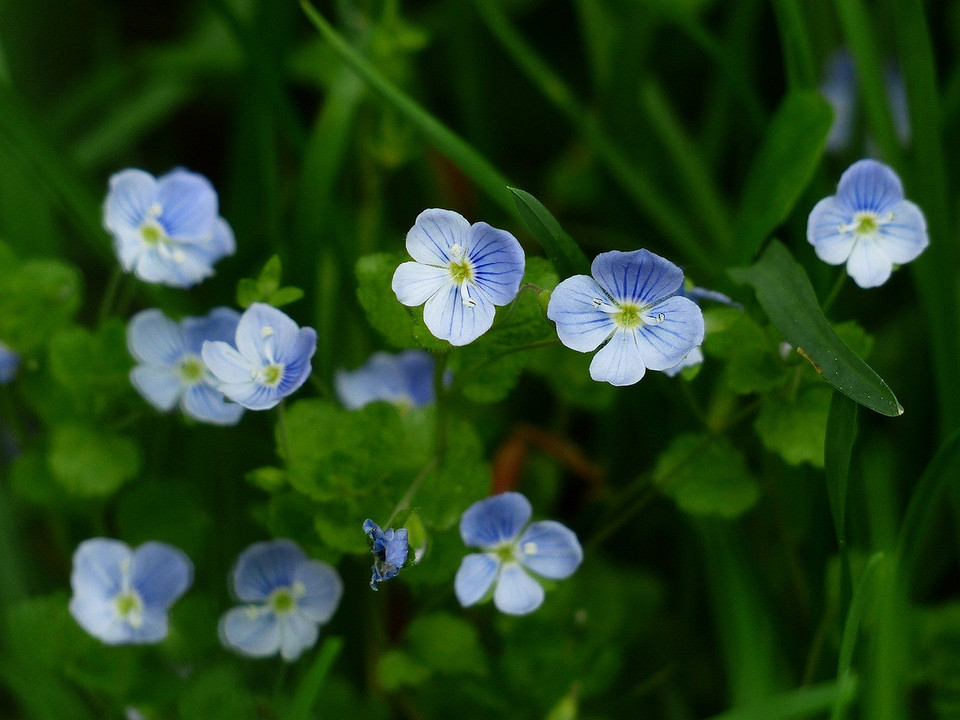 Гармонія природи Квіти для натурального саду: природна гармонія та мінімум зусиль у догляді за садом.