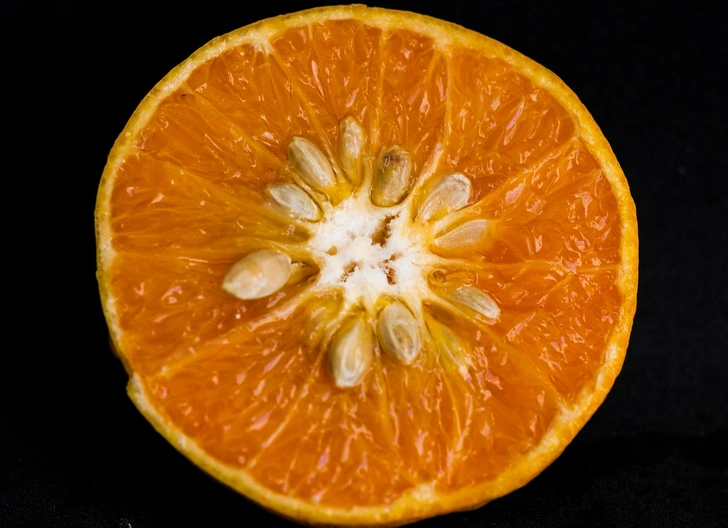 Пророщена кісточка Крупний план пророщеної кісточки мандарина з корінцями, що готується до посадки для домашнього вирощування.