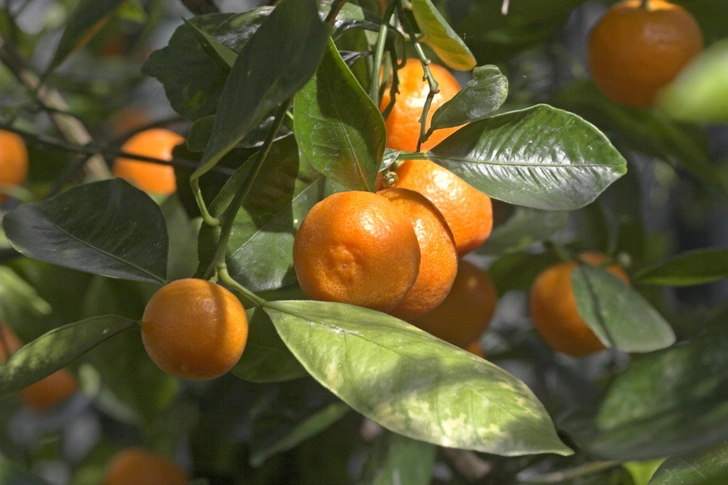 Рослина набирає сили Проросток мандарина, що набирає сили, вирощений з кісточки, як частина домашнього цитрусового дерева.