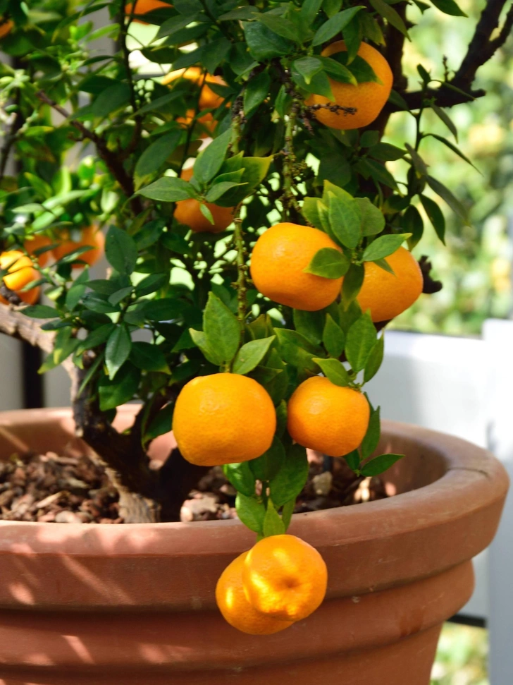 Перші листочки Проросток мандарина з першими листочками, вирощений з кісточки в домашніх умовах на підвіконні.