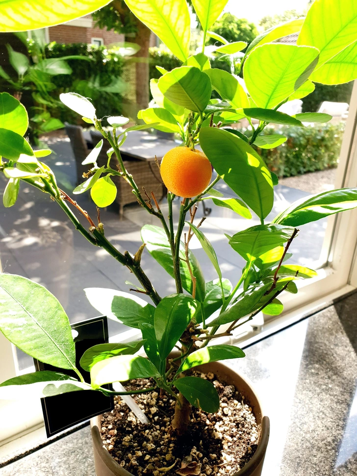 Молода рослина Молода рослина мандарина, вирощена з кісточки, яка вже адаптується до умов домашнього підвіконня.