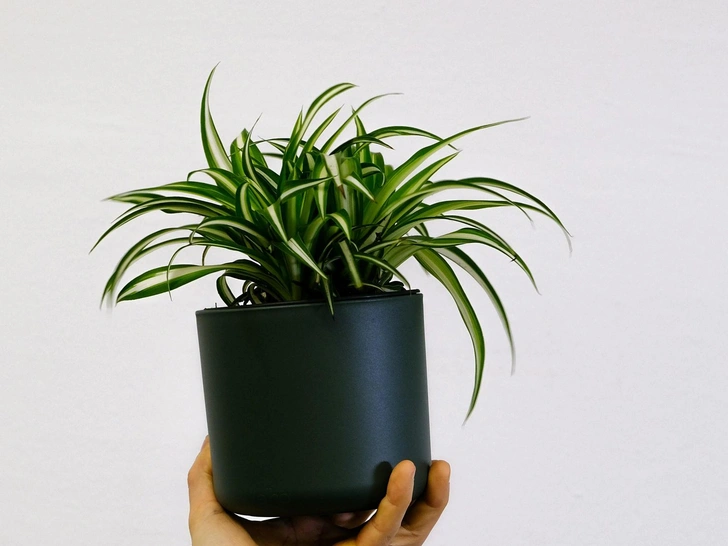 Вологі тропіки Тропічні кімнатні рослини у ванній кімнаті, рослини для вологих приміщень, 2026 рік.