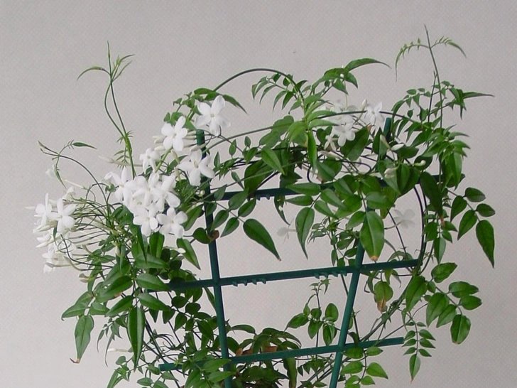 Чисте повітря Кімнатні рослини, що очищають повітря, розташовані на поличках та підвіконнях в квартирі.