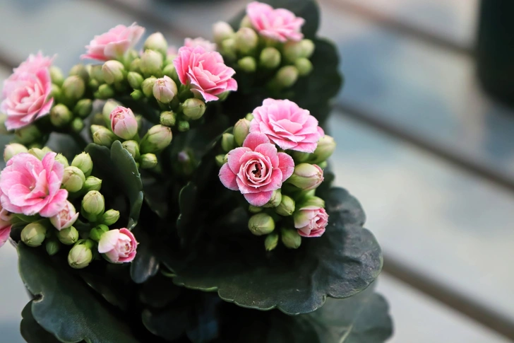 Рослини для чистого повітря Зелені кімнатні рослини в сучасному інтер'єрі для очищення повітря