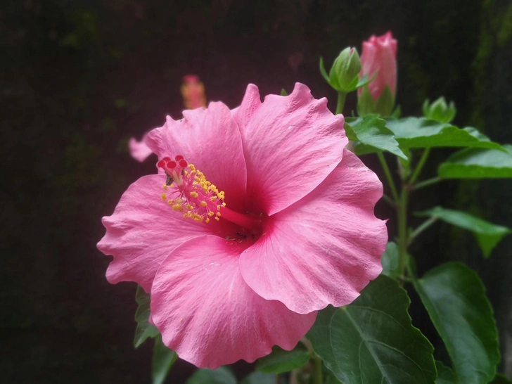 Оаза затишку: кімнатні рослини Кімнатні рослини: ідеальне рішення для створення зеленої оази в домі