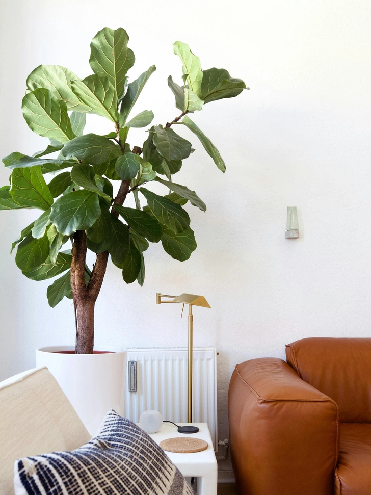 Дизайн з рослинами Кімнатні рослини як частина дизайну інтер'єру, красиві горщики та стильне розміщення.