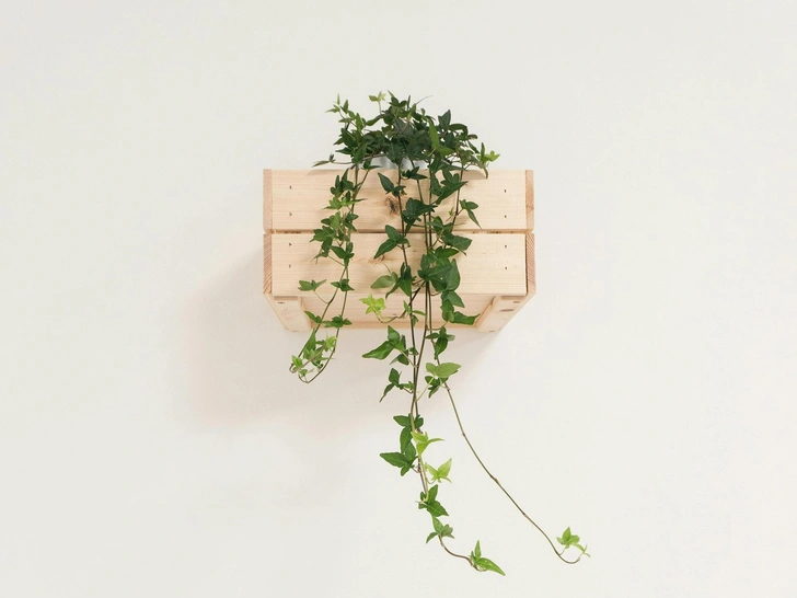 Кімнатні рослини: декор і життя Декоративні кімнатні рослини в горщиках для дому, вирощування в кімнаті