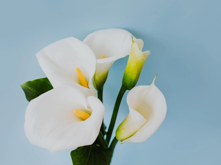 Букет тюльпанів на 8 Березня Розкішний букет тюльпанів, ідеальний подарунок на 8 Березня.