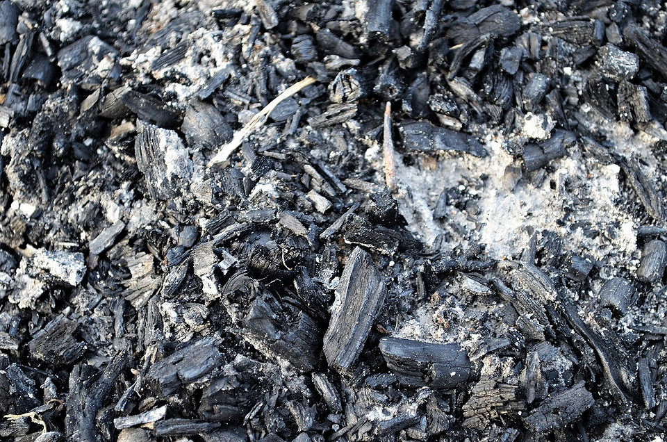 Догляд за суницею Процес підживлення квітучої суниці для забезпечення майбутнього врожаю солодких ягід.