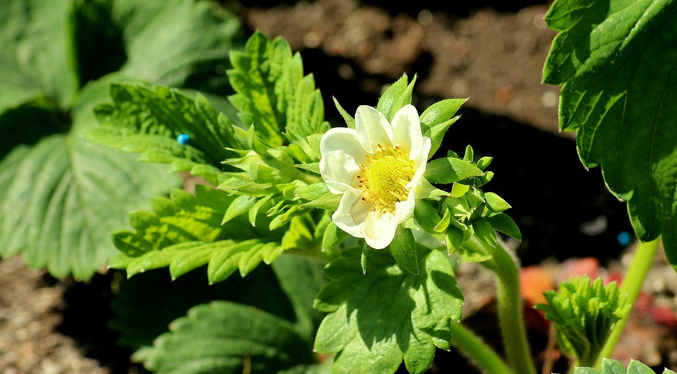 Цвітіння суниці Квітуча суниця, що потребує підживлення для щедрого врожаю ягід.