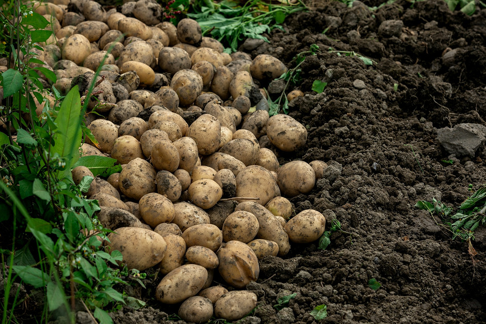 Легкий збір картоплі! Збір картоплі 2026: способи полегшити працю при зборі врожаю картоплі.