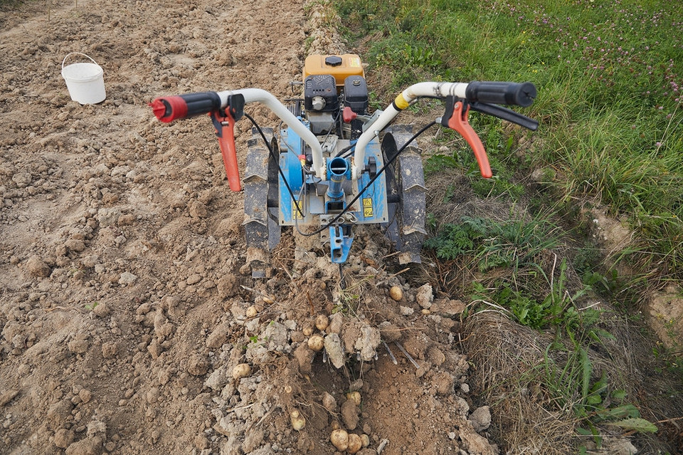 Правила зберігання картоплі. Зберігання картоплі після збору врожаю у 2026: основні правила та умови.