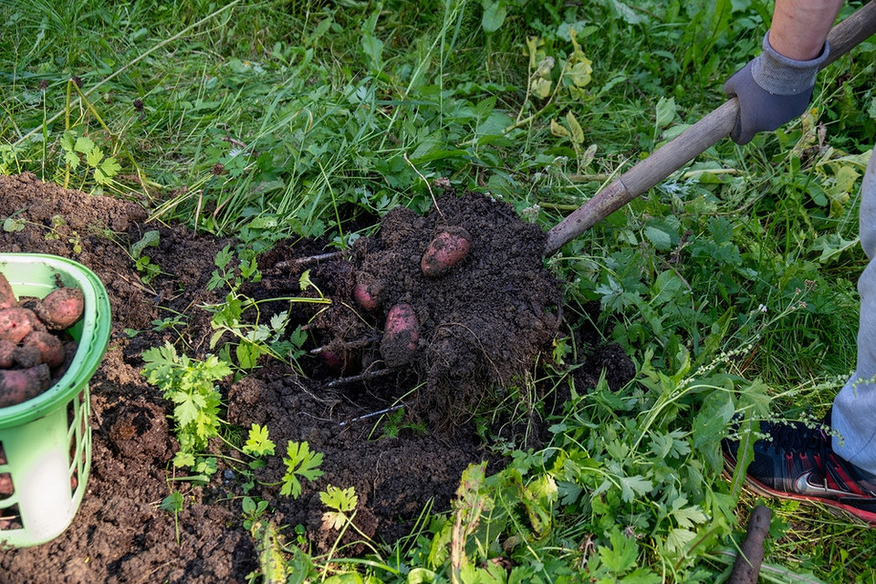 Погода і збір картоплі! Коли копати картоплю у 2026: враховуємо погодні умови для збору врожаю.