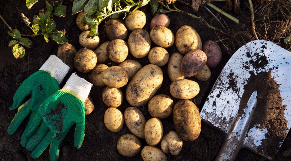 Копаємо картоплю правильно! Збір врожаю картоплі у 2026 році: поради щодо копання вилами, лопатою, мотоблоком.