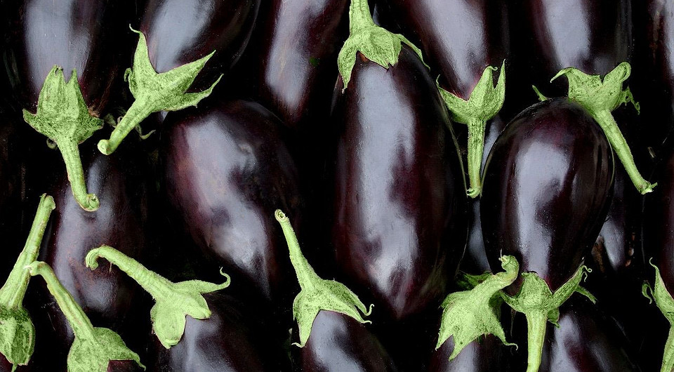 Розсада баклажанів Розсада баклажанів у горщиках, готова до висаджування у відкритий ґрунт для щедрого врожаю 2026.