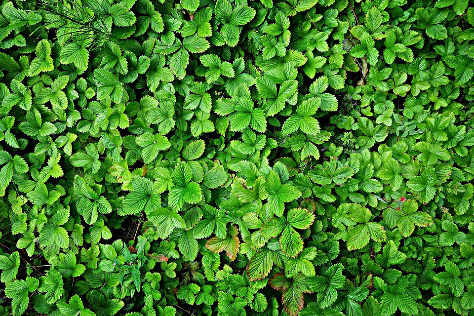 Ранні сорти Ранні сорти полуниці: осіння посадка для літнього врожаю 2026